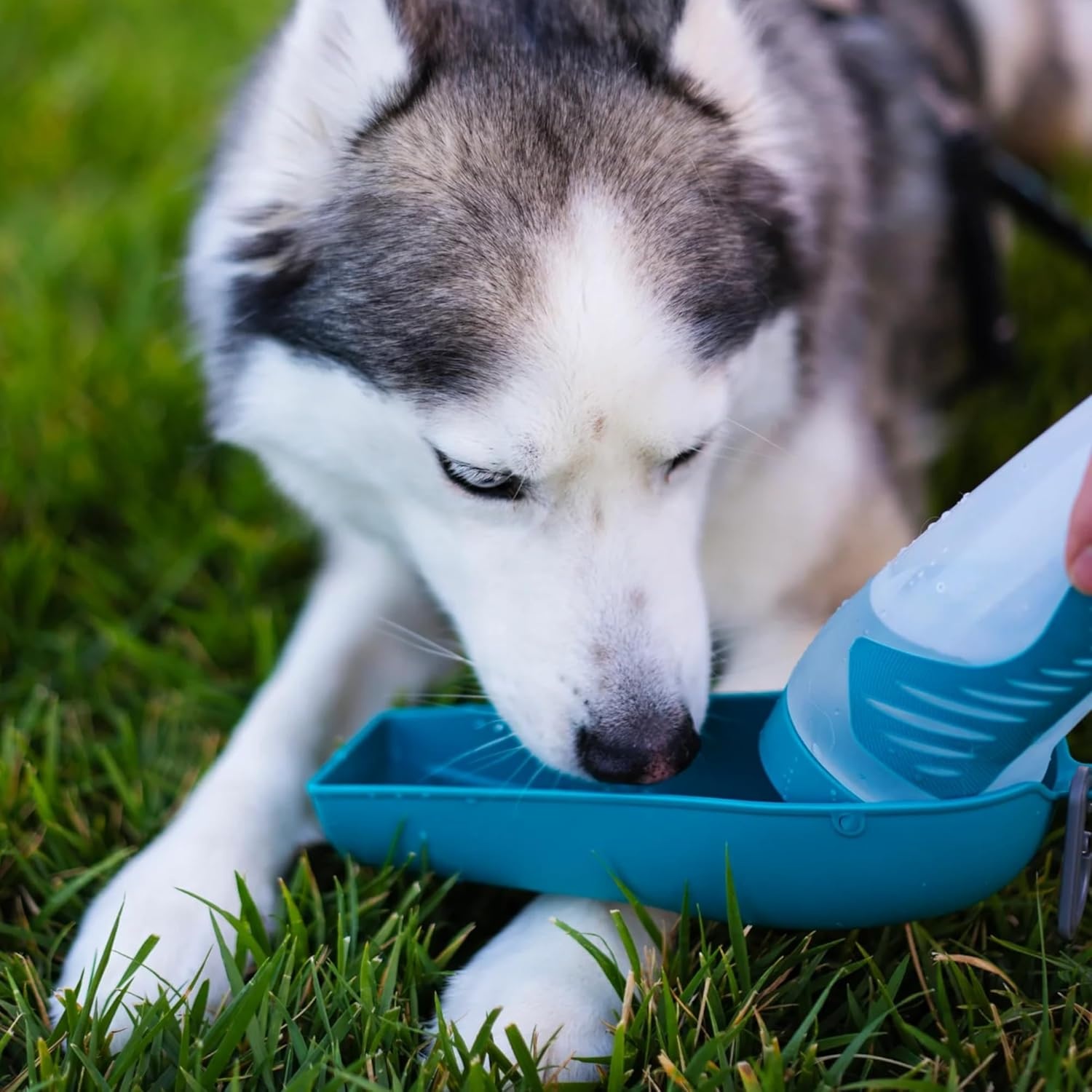 image:imageMessy Mutts Travel Water Bottle with Removable Bowl 16 oz 500 mL Teal Pet Portable Water Bowl and Bottle Lightweight Pet Travel Accessory