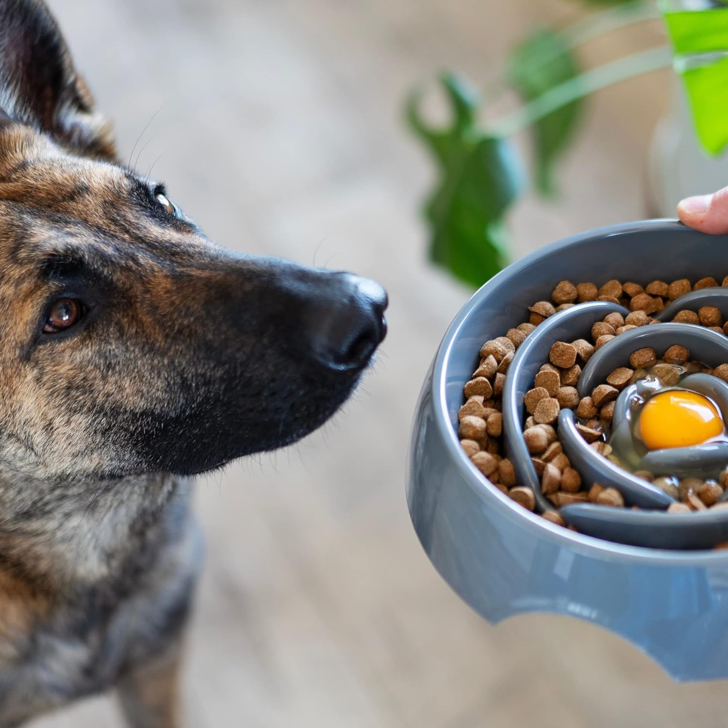 image:imageMessy Mutts Interactive Slow Feeder Puzzle Slow Feeder Dog or Cat Bowl Enrichment Food Dish to Slow Eating Prevent Bloating 8 x 13 175 Cup Cool GreyCool Grey