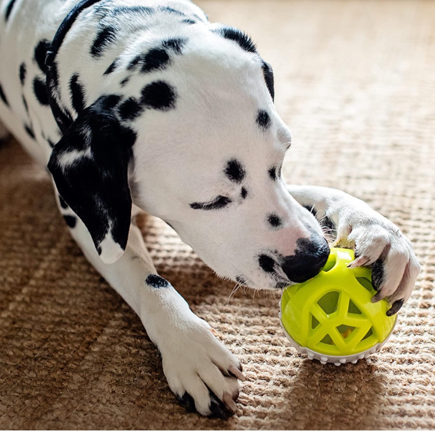 image:imageMessy Mutts Totally Pooched Catch n Squeak Ball 35 Foam Rubber Puzzle Toy for Dogs 2in1 Interactive Toy and Tooth Cleaner GreyTealGrey Green