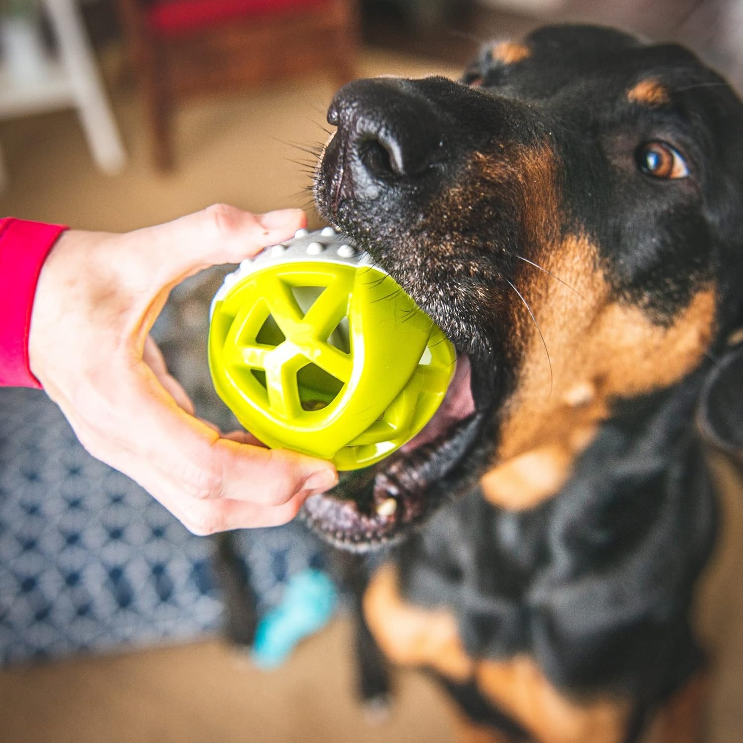 image:imageMessy Mutts Totally Pooched Catch n Squeak Ball 35 Foam Rubber Puzzle Toy for Dogs 2in1 Interactive Toy and Tooth Cleaner GreyTealGrey Green
