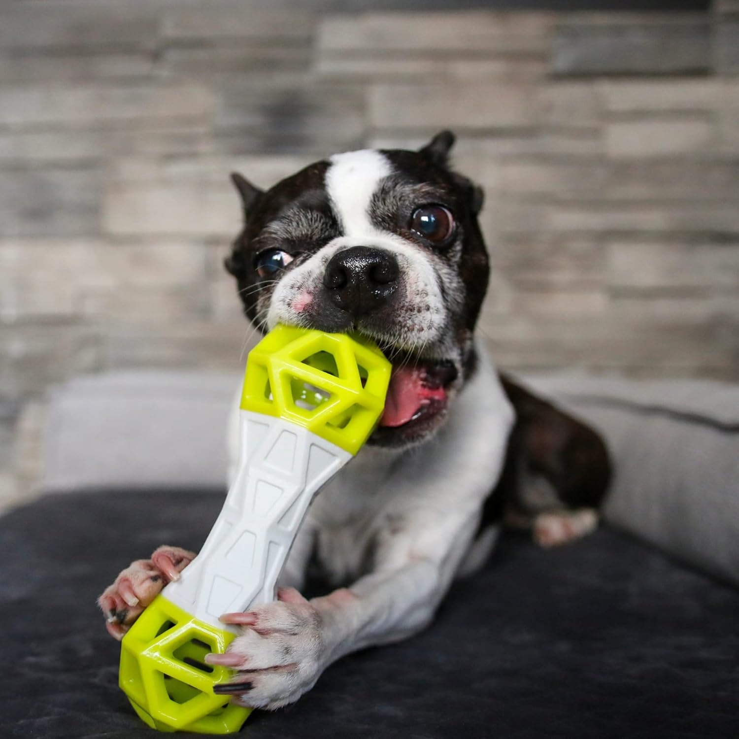 image:imageMessy Mutts Totally Pooched Flex n Squeak Dumbbell 7 Foam Rubber Dog Toy with Squeaker Made for Tough Chewers Interactive Treat Puzzle for Dogs GreyGreenGrey Teal